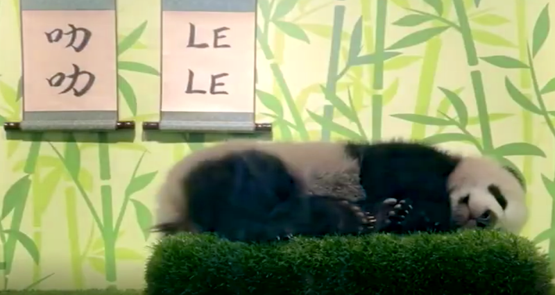 First panda cub born in Singapore is named Le Le by online voters