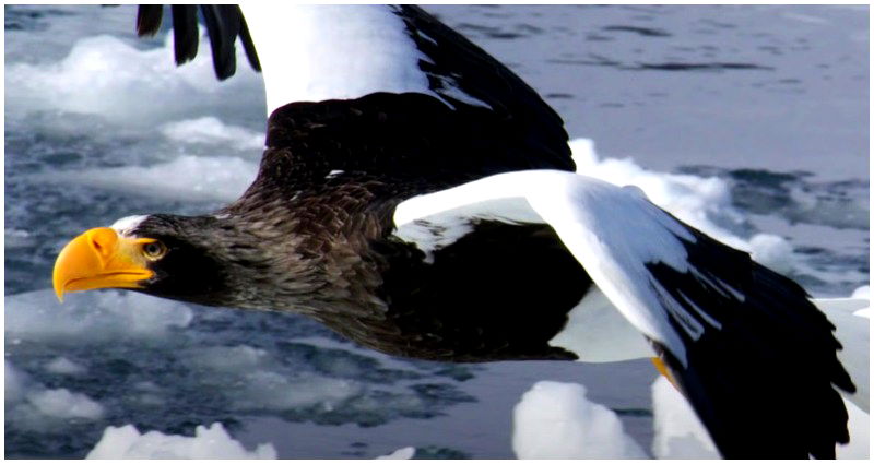 ‘Will it make it home?’: An eagle from Asia has been lost traveling around North America for over a year