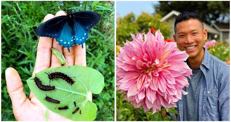 How one man repopulated San Francisco with a locally rare butterfly species by using his backyard