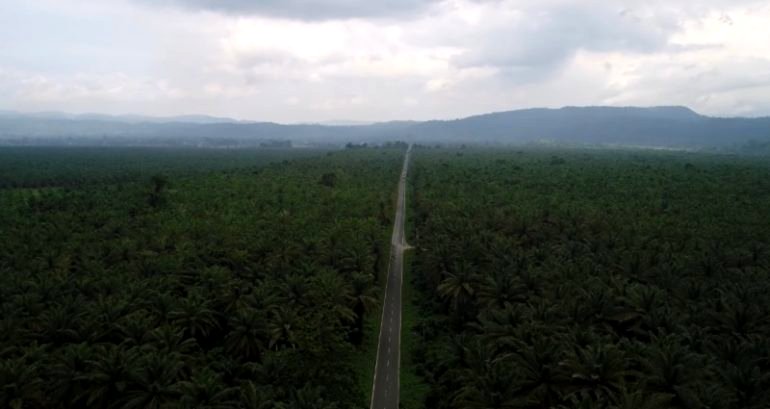 Indonesian court rules to save Indigenous ancestral lands from palm oil companies’ exploitation