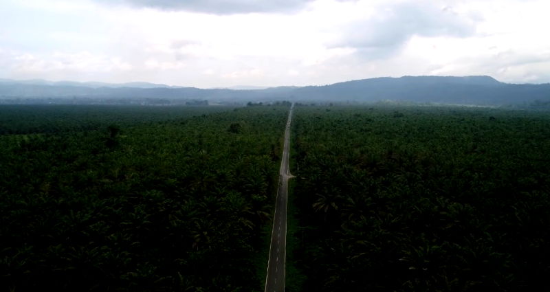 Indonesian court rules to save Indigenous ancestral lands from palm oil companies’ exploitation