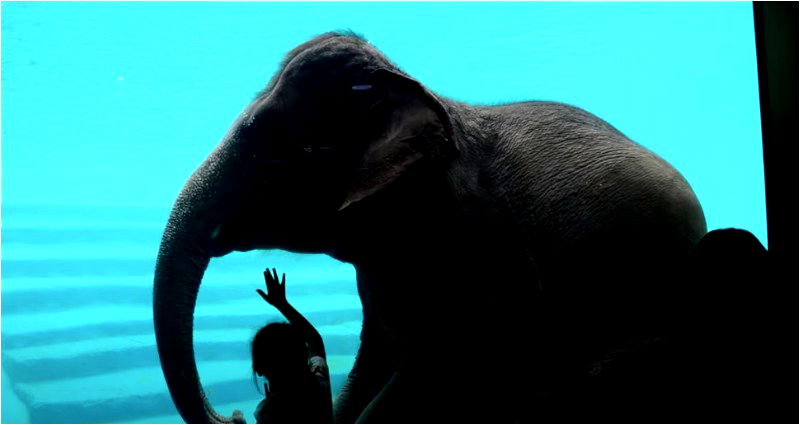 An award-winning photo of an elephant swimming has reignited a fierce debate on animal welfare in Thailand