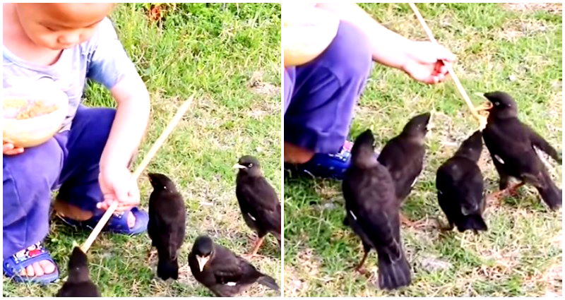 Video of toddler diligently feeding birds with a chopstick goes viral