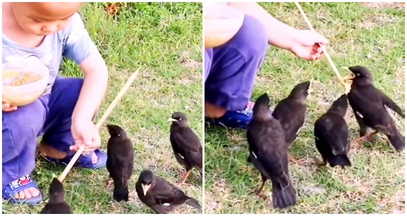 Video of toddler diligently feeding birds with a chopstick goes viral