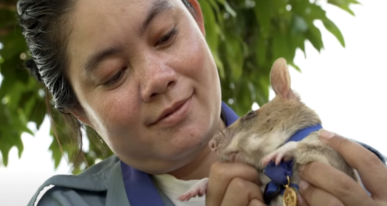 Magawa, Cambodian hero rat who detected more than 65 undetonated landmines, dies at age 8