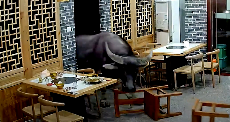 Video: Rogue buffalo in China charges through restaurant entrance, tosses unsuspecting customer