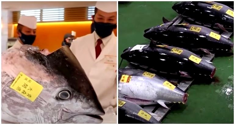 Giant tuna in Japan sells for whopping $146,000