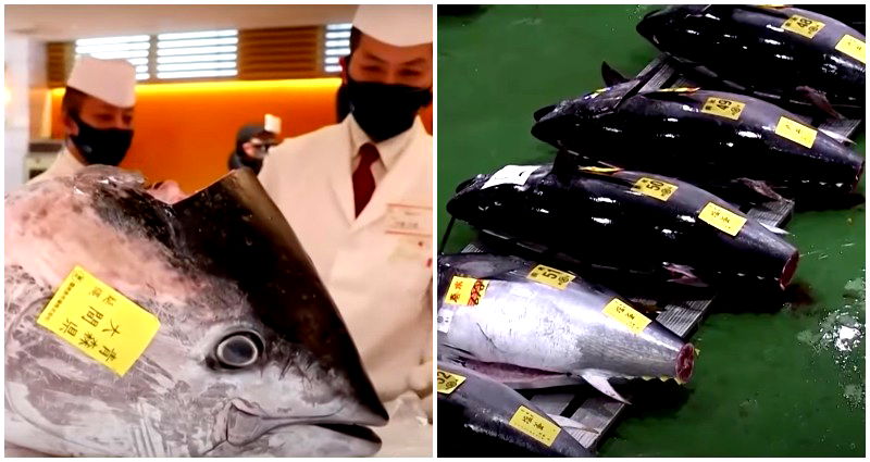 Giant tuna in Japan sells for whopping $146,000