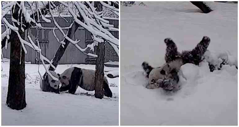 Video of panda cub Xiao Qi Ji’s incredibly fun snow day is un-bear-ably cute