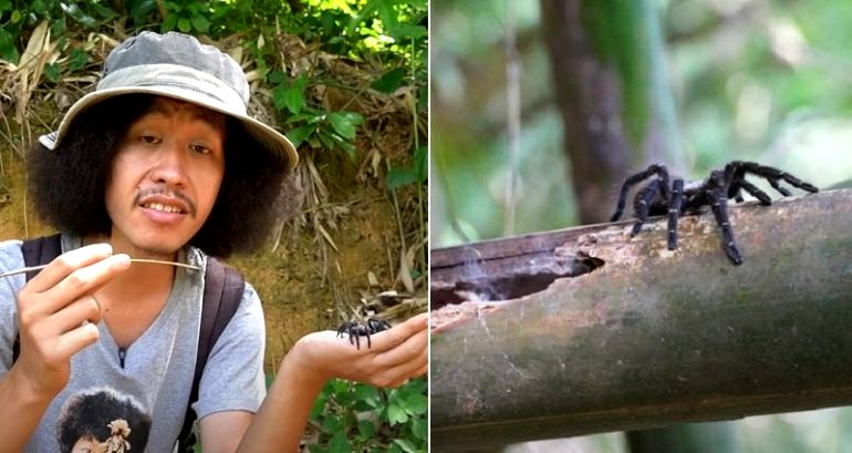 Thai YouTuber discovers the only known bamboo-dwelling tarantula species in the world
