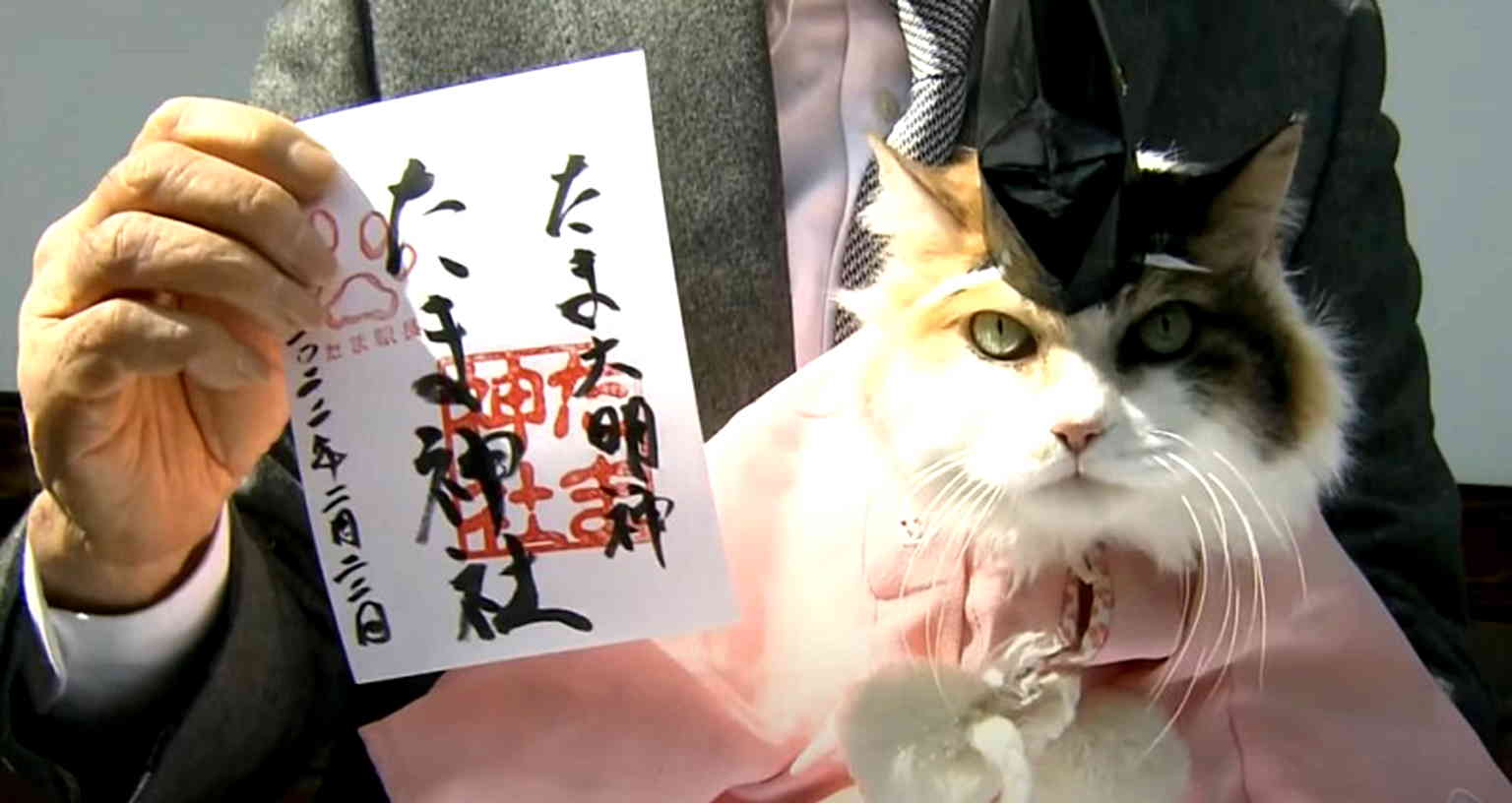 Cat in Japan switches career from train station master to chief priest of shrine