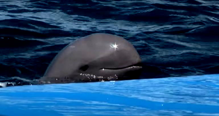 Last known Irrawaddy dolphin in northeastern Cambodia dies after fishing net entanglement