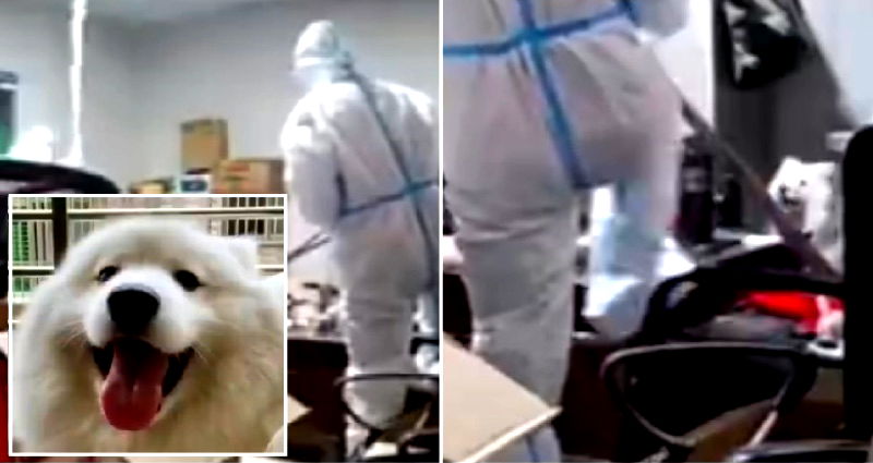 Quarantined Chinese woman devastated after CCTV captures health workers beating her dog to death