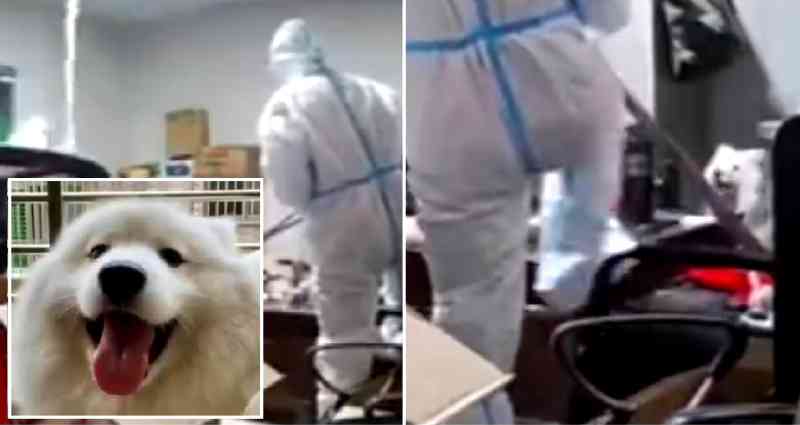 Quarantined Chinese woman devastated after CCTV captures health workers beating her dog to death