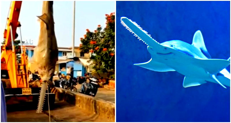 Video: Critically endangered sawfish weighing 550 lbs netted off India coast