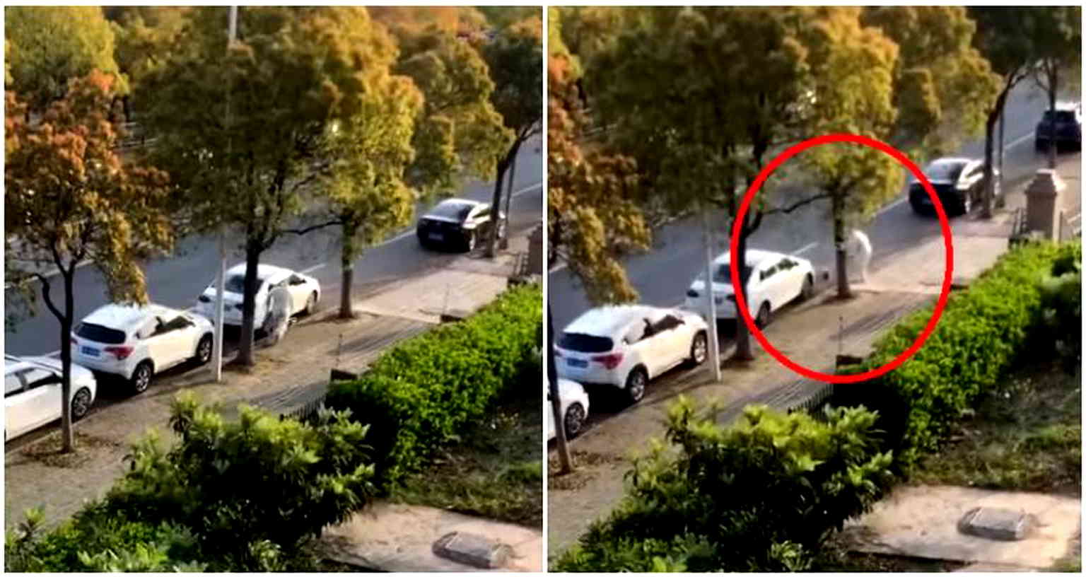 Healthcare worker filmed beating corgi to death in locked-down Shanghai sparks anger
