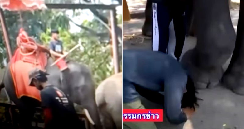 Thai elephant handler fired, made to kneel before animal he beat in the head with metal hook