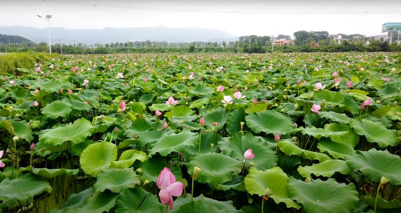 Chinese father makes 11-year-old daughter pick lotus roots in the heat to teach her value of education