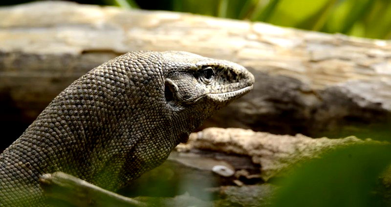 Four men arrested for ‘raping’ Bengal monitor lizard in western India