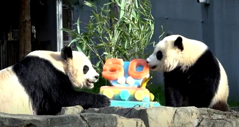 50th pandaversary: National Zoo celebrates with special ‘cakes’ for giant panda family