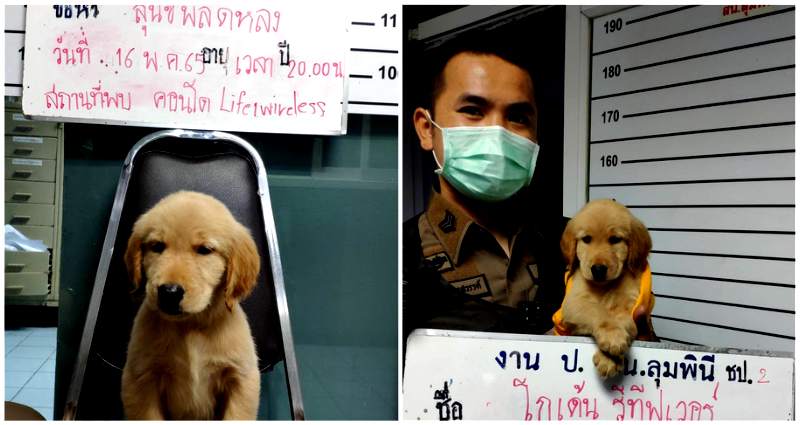 Golden retriever puppy in Bangkok gets mugshot and ‘charged’ for getting lost