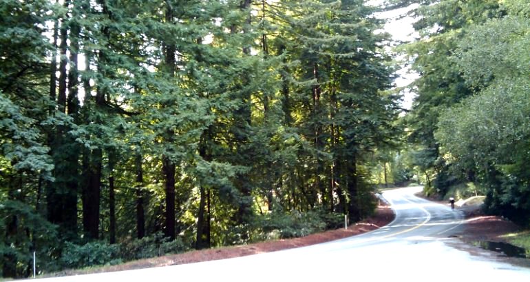 Elderly California motorcyclist dies after crashing into tree