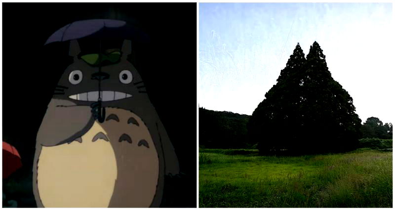 Cedar tree in Japan bears uncanny resemblance to Totoro from Studio Ghibli’s ‘My Neighbor Totoro’