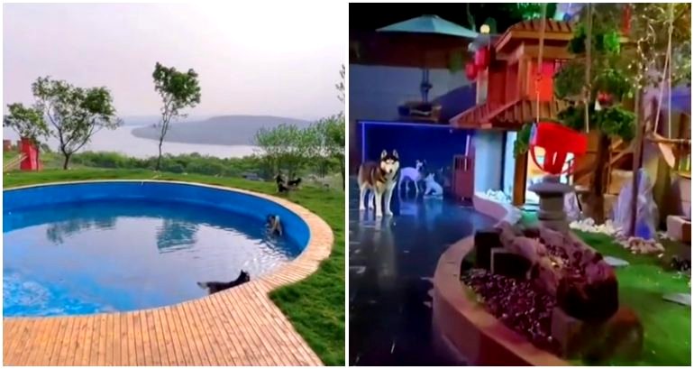 Chinese man spends $51,000 building a luxurious mansion with AC and swimming pool for his pet dogs