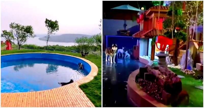 Chinese man spends $51,000 building a luxurious mansion with AC and swimming pool for his pet dogs