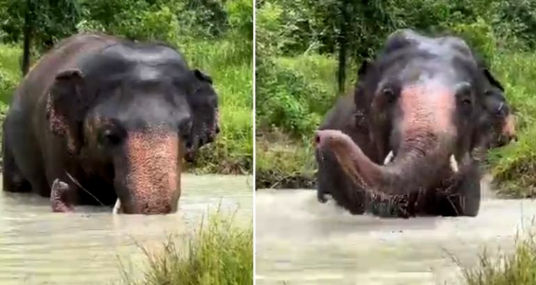Video: Elephant once dubbed the ‘world’s loneliest’ has summer fun at Cambodian wildlife sanctuary