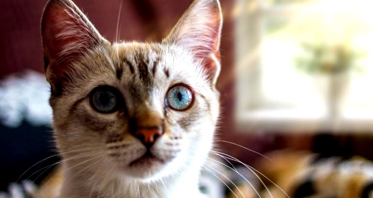 Cats can recognize names and faces of their feline friends, says new Japanese study