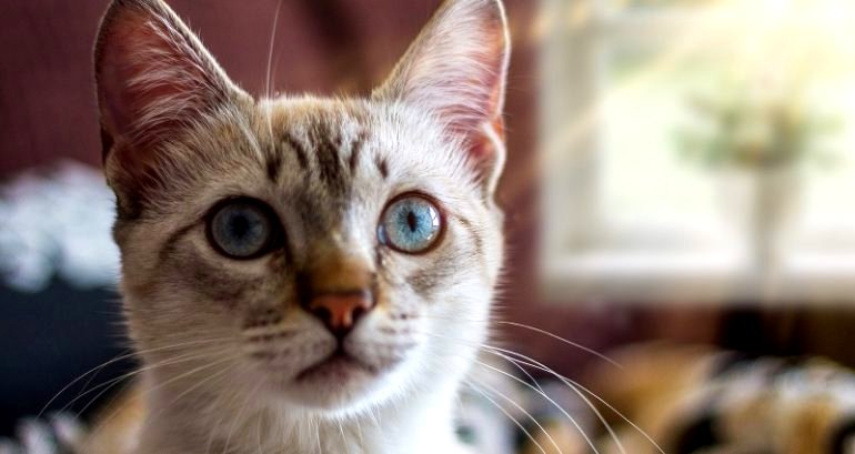 Cats can recognize names and faces of their feline friends, says new Japanese study