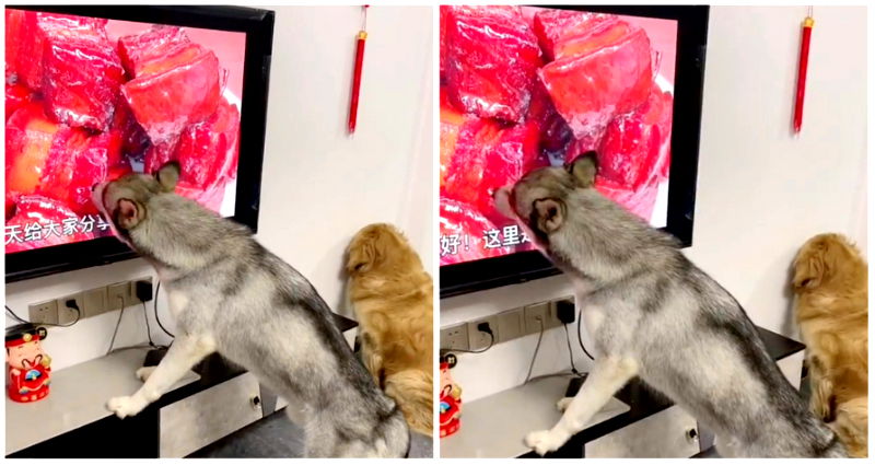 Dog licking TV screen showing meat is not the craziest thing in chaotic viral video