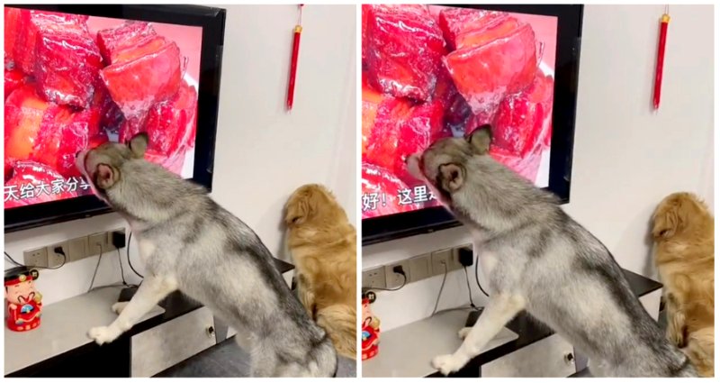 Dog licking TV screen showing meat is not the craziest thing in chaotic viral video