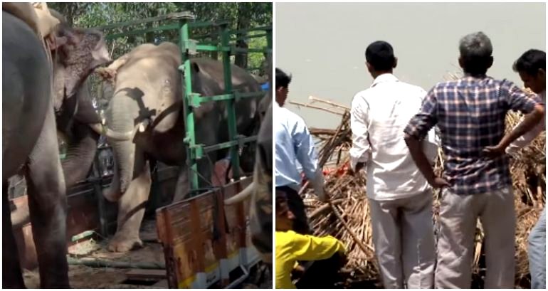 Elephant kills woman in India — then returns to trample her corpse at her funeral