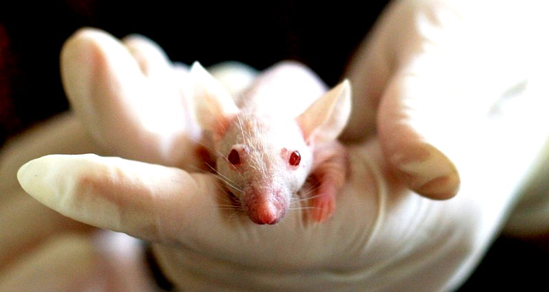 Chinese scientists develop ‘vampiric’ technique that may reverse aging process