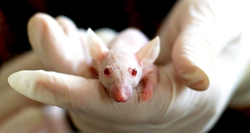 Chinese scientists develop ‘vampiric’ technique that may reverse aging process