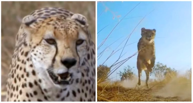 Wild cheetahs to be reintroduced to India 70 years after their extinction in the country