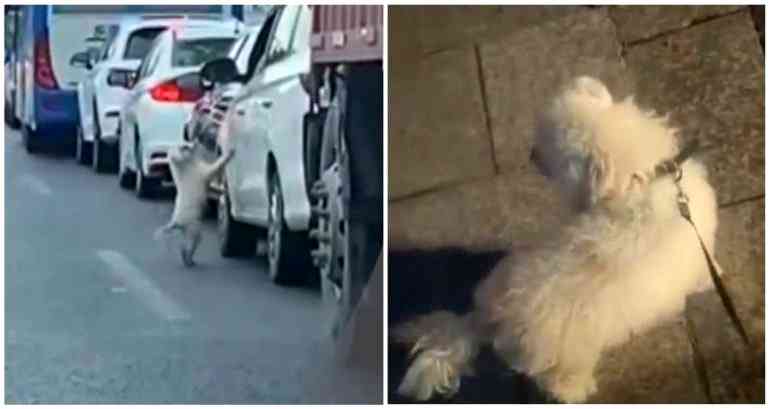Viral dashcam video shows small pet dog being abandoned in middle of crowded road in China