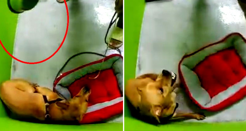 ‘Welcome to hell’: Video of handler abusing dog at training school in Singapore sparks outrage