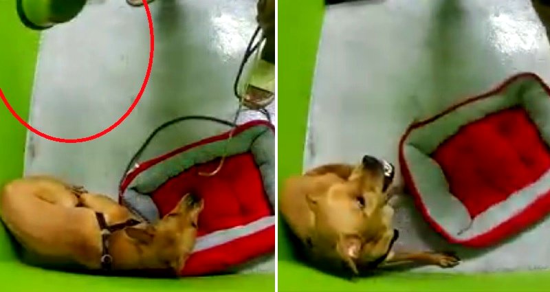 ‘Welcome to hell’: Video of handler abusing dog at training school in Singapore sparks outrage