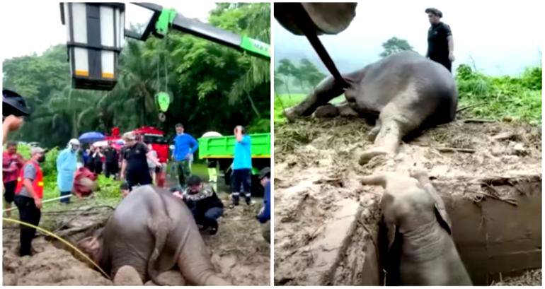 Dramatic rescue video shows trapped elephant calf and mother saved from manhole in Thailand