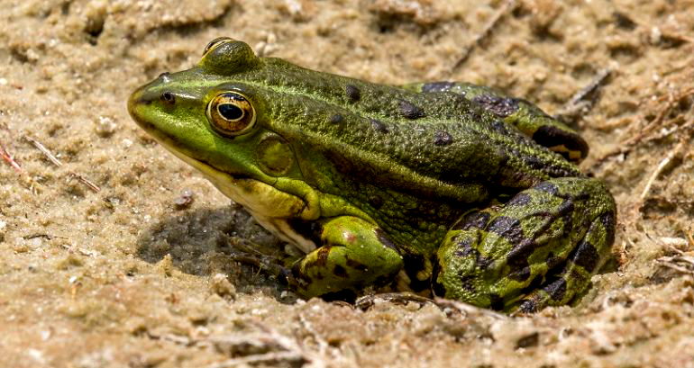 Europe’s consumption of frog legs from Indonesia is ‘driving species to extinction,’ nonprofit says