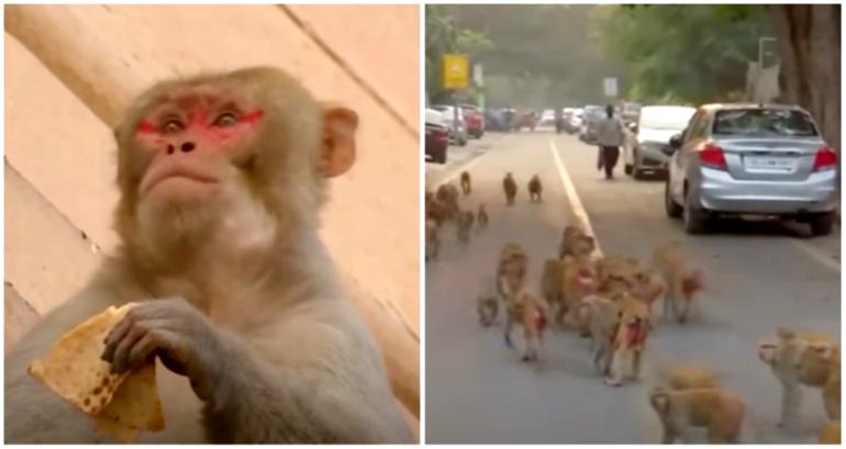 4-month-old baby dies after being kidnapped and thrown off roof by monkeys in India