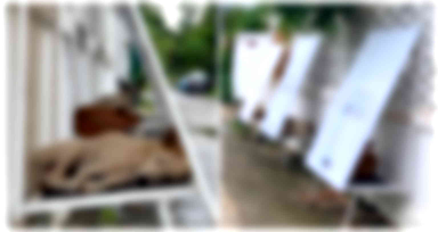 Thai student turns discarded billboards into shelters for stray dogs