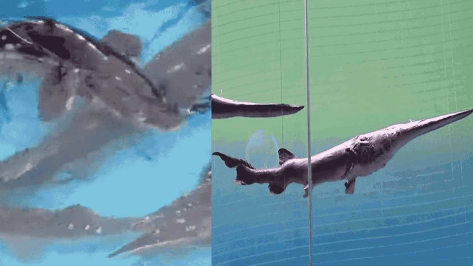 Iconic Chinese paddlefish and wild Yangtze sturgeon officially declared extinct
