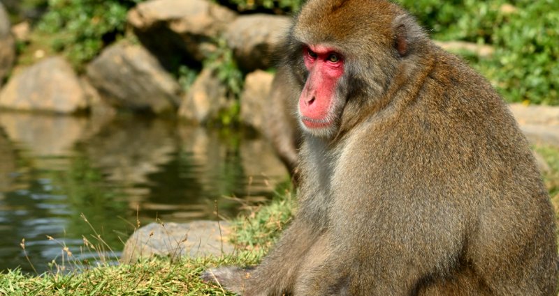 Rogue monkey captured and killed in Japan for spate of attacks on locals