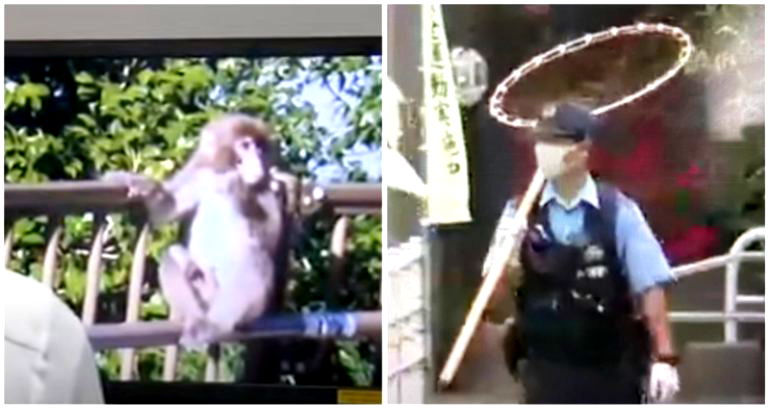 Monkey accused of attacking 14 people over 10 days sought by police in Japan