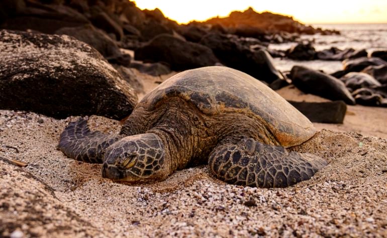 Over 30 endangered sea turtles found with stab wounds to their necks on Japan beach