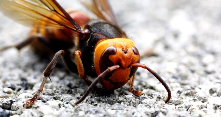 ‘Murder hornets’ get name change to avoid reinforcing anti-Asian sentiments